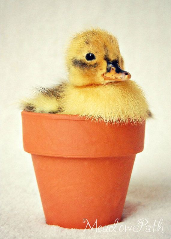Pato